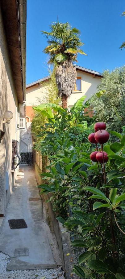 Studio Simone - Terrasse Et Jardin - Tv - Wifi Τουλούζη Εξωτερικό φωτογραφία